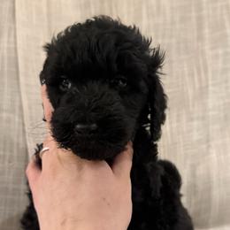 Red Ribbon Girl - Black female Double Doodle puppy in Big Stone Gap, Virginia from Southern Sunshine Doodles
