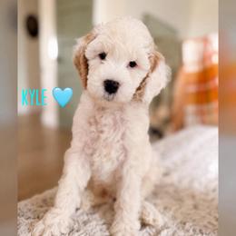 Kyle - Red  male Goldendoodle puppy in Glendale, Arizona from Follow Your Bliss Doodles