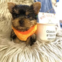 Yorkshire Terrier Puppies from Prims Puppies LLC
