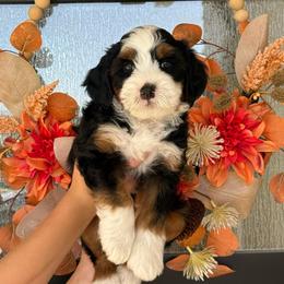 Brooks - male Australian Mountain Doodle puppy in Spanish Fork, Utah from K Brand Doodles