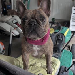 French Bulldog Puppies from Kismet French Bulldogs