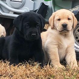 Labrador Retriever Puppies from Mahan Labs