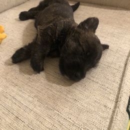 Scottish Terrier Puppies from Mary’s Scotty’s of Yorba