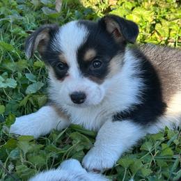 Dolly - Black and white female Cardigan Welsh Corgi puppy in Kerens, West Virginia from Leather & Lace