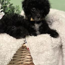 Poodle All Grown Up from Parti-Pawz