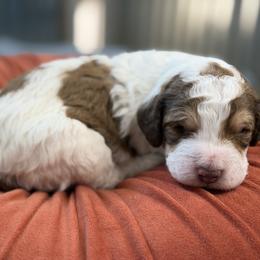 Tundra - Tri-color male Bernedoodle puppy in Russellville, Arkansas from Crossgate Doodles