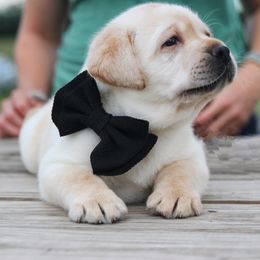 Labrador Retrievers from Belle Rose Labradors