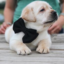 Labrador Retrievers from Belle Rose Labradors