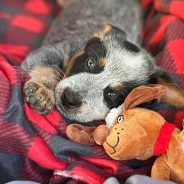 Colt 3500 - Blue mottled male Australian Cattle Dog puppy in Kalispell, Montana from BTR Australian Cattle Dogs