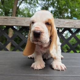 Yogi (laced ear) - Red and white male Basset Hound puppy in Denison, Texas from Emma Lou's Baby Bassets