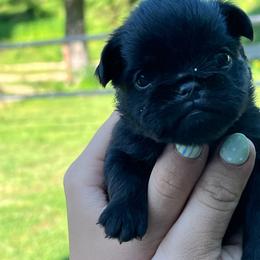 Boy White Collar - Black male Brussels Griffon puppy in Grove, Oklahoma from Critter918