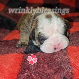 Holly - Red brindle and white female Bulldog puppy in Granville, Iowa from Wrinkly Blessings English Bulldogs
