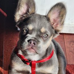 French Bulldogs from M & M Frenchie Farm