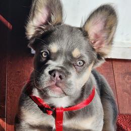 French Bulldogs from M & M Frenchie Farm