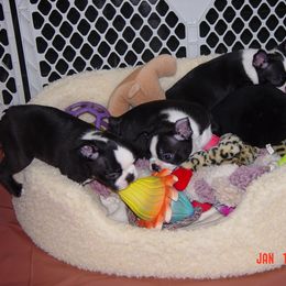 Boston Terrier Puppies from Achates Bostons