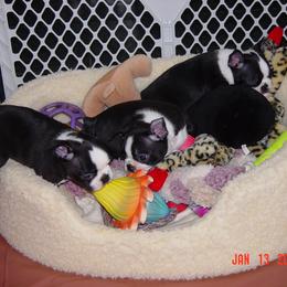 Boston Terrier Puppies from Achates Bostons
