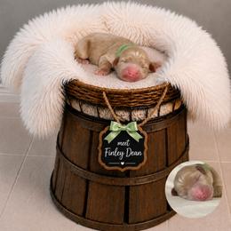 Finley Dean - Cream male Goldendoodle puppy in Valdosta, Georgia from Designer Doodles of South GA