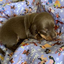 Dachshund Puppies from Shotzie Doxie Co.