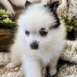 Charlee - Black and white female Pomsky puppy in Fallon, Nevada from Amazing High Desert Pomskys