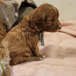 Kelvin - Caramel red male Labradoodle puppy in Fostoria, Michigan from North Country Kennel Club