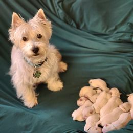Beth - West Highland White Terrier