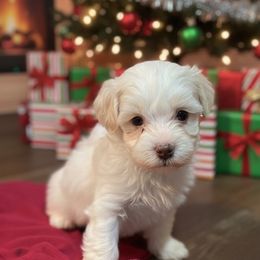 Charlie - Fawn sable male Havanese puppy in Cochran, Georgia from Dean Supreme
