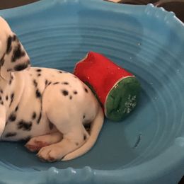 Dalmatian Puppies from Revere Dalmatians