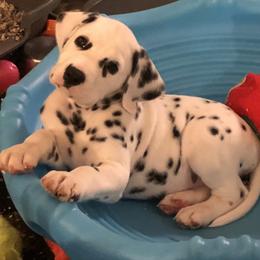 Dalmatian Puppies from Revere Dalmatians