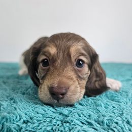 Male Piebald 2 (Darker male) - Piebald male Dachshund puppy in Belle Rive, Illinois from Akin's Miniature Dachshunds, LLC