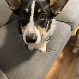 American Corgi and Pembroke Welsh Corgi All Grown Up from Swell Corgis