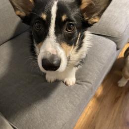 American Corgi and Pembroke Welsh Corgi All Grown Up from Swell Corgis