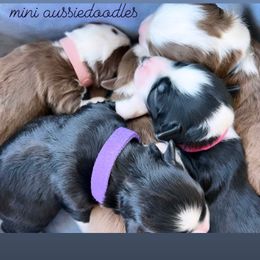 Aussiedoodles, Goldendoodles, and Miniature Australian Shepherds from Clover Bar Kennels