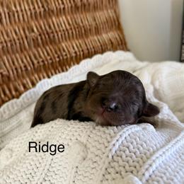 Ridge - Merle male Bernedoodle puppy in Fallon, Nevada from Wild Roots Doodles