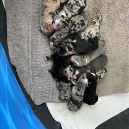 Australian Shepherd Puppies from BarberHof’s  Australian Shepherds