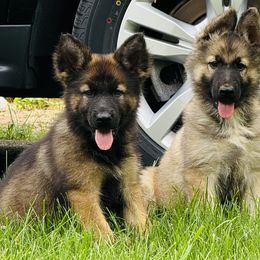 Shiloh Shepherd Puppies from Smokeshow Shilohs and Shepherds