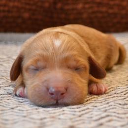 Peaches - Apricot female Goldendoodle puppy in Batavia, Ohio from Cozy Cove Goldendoodles