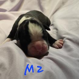 Male 2 - Brindle male Boxer puppy in Leland, North Carolina from Ocean Breeze Boxers