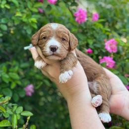 Tribute - Red  male Goldendoodle puppy in Wharton, Texas from Little Fur Friends