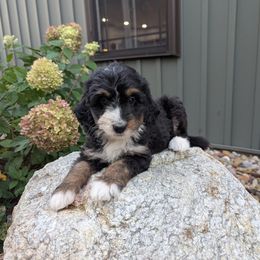 Sadie - Blue merle female Bernedoodle puppy in Beach City, Ohio from Blue Cloud Doodles
