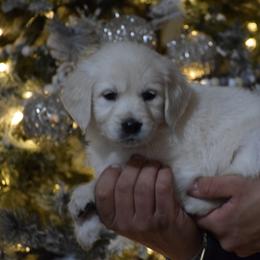 White Collar - Light golden female Golden Retriever puppy in Stedman, North Carolina from Wise-Taylor Goldens