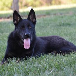 Masky Steel - Bi-color male German Shepherd puppy in Cherryville, North Carolina from Masky Kennel