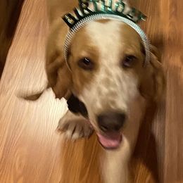 Maggie - Basset Hound