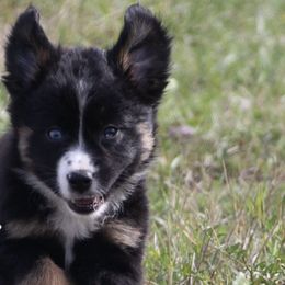 Miniature American Shepherds and Miniature Australian Shepherds from Cross L Miniature American Shepherds