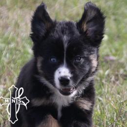 Miniature American Shepherds and Miniature Australian Shepherds from Cross L Miniature American Shepherds