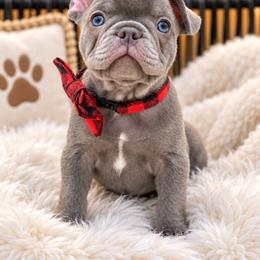 Louchi - Blue male French Bulldog puppy in Minneapolis, Minnesota from Flyazz Frenchies Kennels