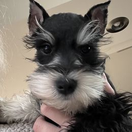 Miniature Schnauzers from Stallard’s Schnauzers- miniatures