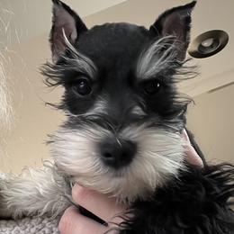 Miniature Schnauzers from Stallard’s Schnauzers- miniatures