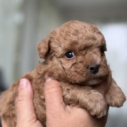 Mal-Shi, Maltese, and Maltipoo Puppies from Joy-fur puppies