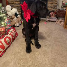 Great Dane and Miniature Schnauzer Puppies from River Valley Great Danes