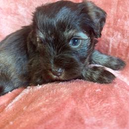 Liver tan female - Liver female Miniature Schnauzer puppy in Boaz, Alabama from Sweet Home Schnauzers